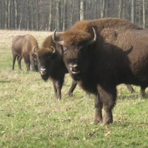 Naturen i fokus på Bornholm 4/10 2025